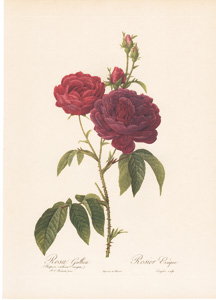 Vintage Pierre-Joseph Redoute roses and flowers